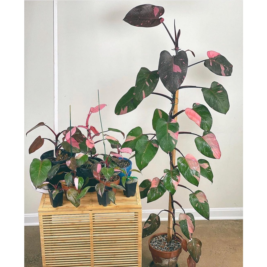 Cây Công Chúa Hồng - Philodendron pink princess  - Cây nhỏ,thuần,khoẻ,var mạnh.