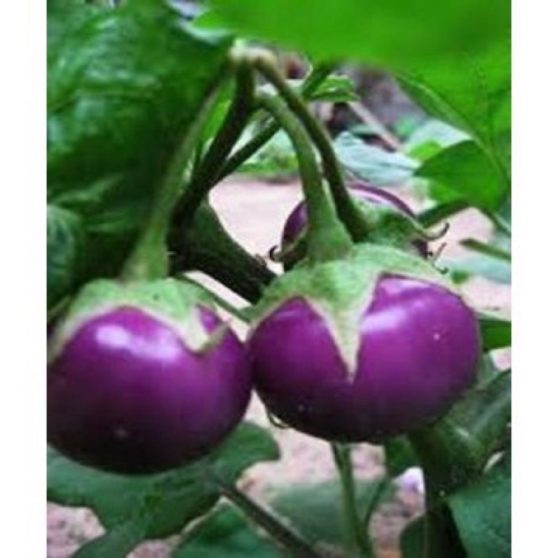 Hạt Giống Cà Tím tròn (cà bát tím)  gói 2gr/1gói