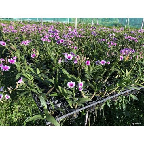 Cây Lan Dendro YaYa Mini Siêu Siêng Hoa, Cực dễ chăm - Cây to sắp hoa - Hàng ra hoa Tết 2020 - giao cây to như hình