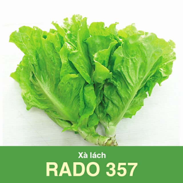 Hạt giống xà lách mềm ăn ngon