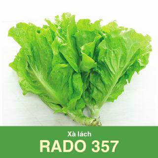 Hạt giống xà lách mềm ăn ngon