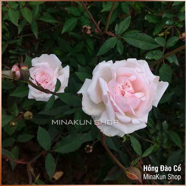 Cây hoa hồng đào cổ nguyên bản MinaKun Shop