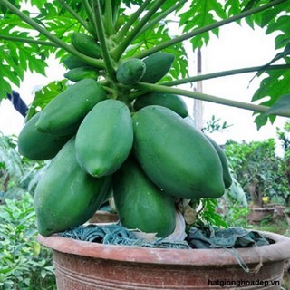 5 Hạt giống Đu đủ Lùn siêu trái 
