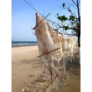 Mực cô tô  1kg