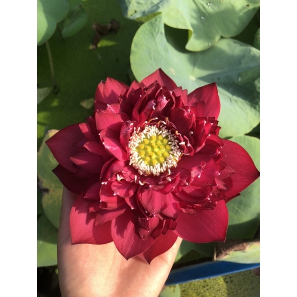 Củ sen đỏ Red Phoenix Phượng hoàng lửa