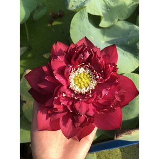 Củ sen đỏ Red Phoenix Phượng hoàng lửa