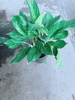 Cây Bạch Mã Hoàng Tử (1 bụi)