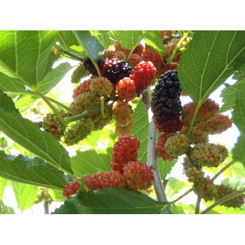 Hạt Giống Dâu Tằm Chịu Nhiệt (50H) - Dễ Trồng, Giàu Vitamin, Năng Suất Cao - MUA 3 TẶNG 1 CÙNG LOẠI