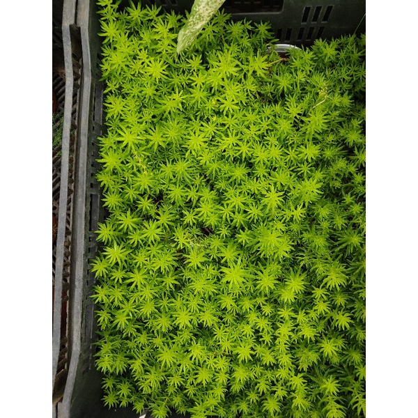 Chậu cứng Lemon coral sedum- Mười giờ Úc
