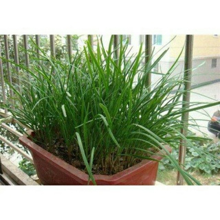 hạt giống hẹ cao sản nhật bản 2gr