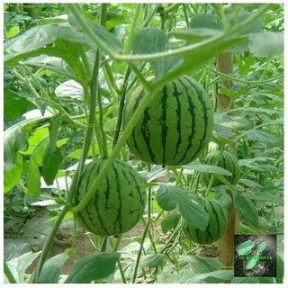 Hạt giống dưa hấu táo Sugar Baby lai f1, đóng gói 5 hạt