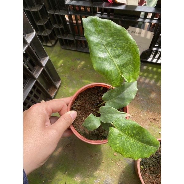 Chậu cứng Đuôi công Musaica ( Network)