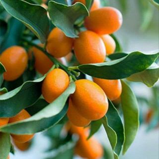 Cay tắc thái vỏ ngọt