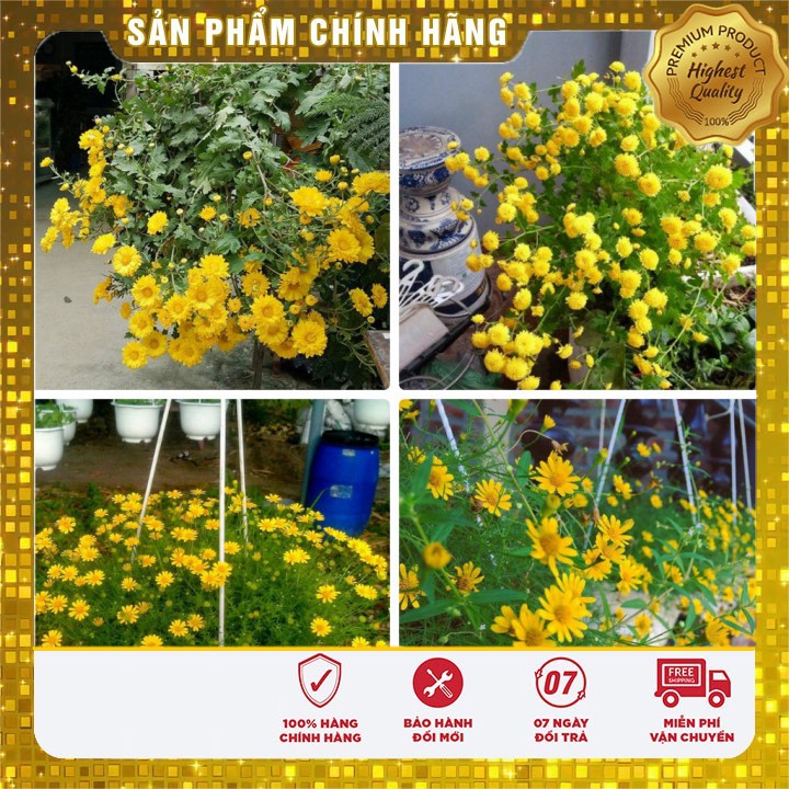 Hạt giống hoa cúc rủ LUCKY SEEDS