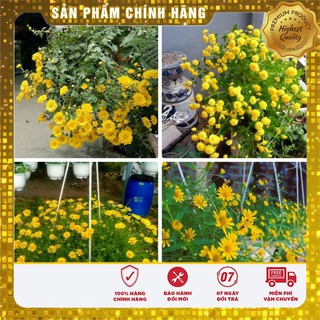 Hạt giống hoa cúc rủ LUCKY SEEDS