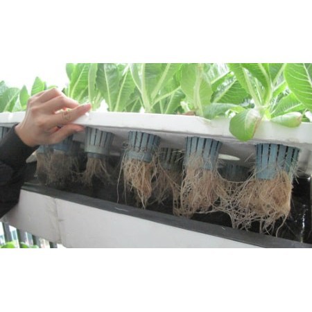 Combo vật liệu trồng rau thủy canh tại nhà bằng thùng xốp (combo ko bao gồm thùng xốp)
