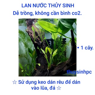 Cây lan nước trang trí bể thủy sinh dễ trồng không cần cO2