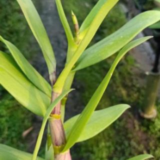 Denro nắng 4N cây tơ mướt