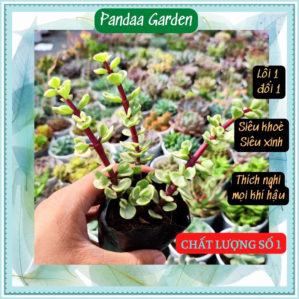 Sen Đá Đô La Trắng Size Bé 5-7cm Siêu Cute, Sen Đá PANDAA GARDEN Xuất Xứ Đà Lạt Khoẻ Đẹp, Thuần Mọi Khí Hậu, Lỗi 1 Đổi 1