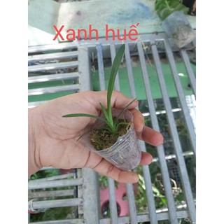Kiếm giống các loại