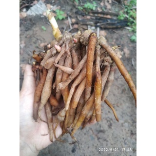 củ ngải bún nấu nước lèo miền Tây 500g