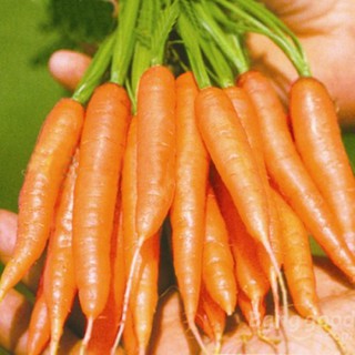 100 Hạt giống Cà rốt mini 