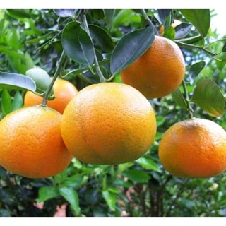 Cây giống quýt đường thái lan không hạt.
