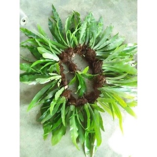 Tổ Quạ ghép Lan sỉ 15k(1 tổ 15cm)