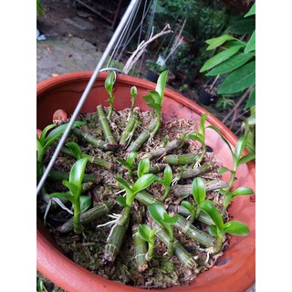 SIÊU KÍCH RỄ ROOTING POWDER