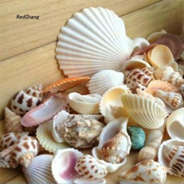 100gr Vỏ ốc biển siêu đẹp - Vỏ ốc trang trí - Ốc biển