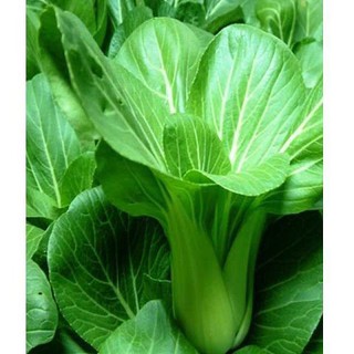 Hạt giống rau cải thìa cao sản - 20 gram