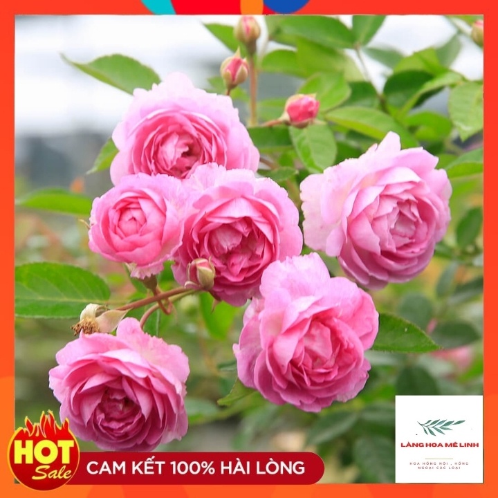 Combo 3 cây hoa hồng ngoại bất kỳ[CÂY ĐẸP - GIÁ TIẾT KIỆM - TIỆN LỢI] - cây giao đã có nụ, và hoa, cây phát triển tốt.