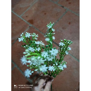 hoa điểm thạch thảo