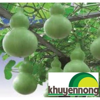 10 hạt Bầu hồ lô cao sản