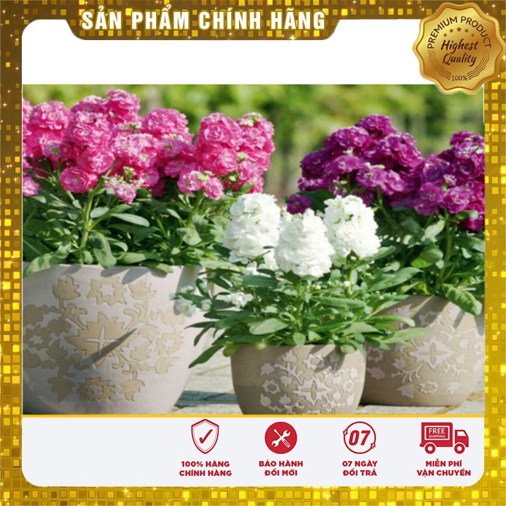 Hạt giống hoa hoàng anh mix nhiều màu dễ trồng - 50 hạt