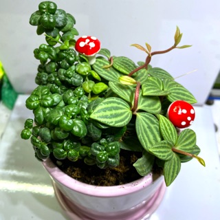 CÂY BÌNH AN MIX CÂY NGỌC TRAI - TẶNG KÈM CHẬU SỨ CÓ ĐĨA LÓT