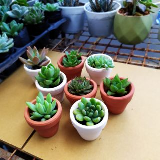 Chậu sen đá trơn mini 5cm ( tặng kèm chậu)