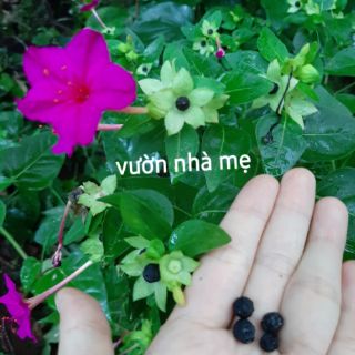 30 Hạt Cây bông phấn ( sâm ớt)