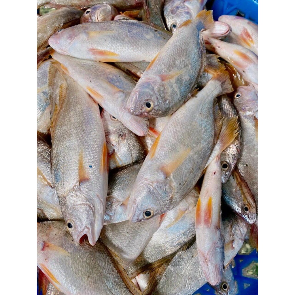 500g khô cá đù 1 nắng