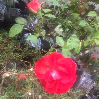 Cây hoa hồng 50k/1 cây