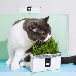 Hộp cỏ mèo Vetreska