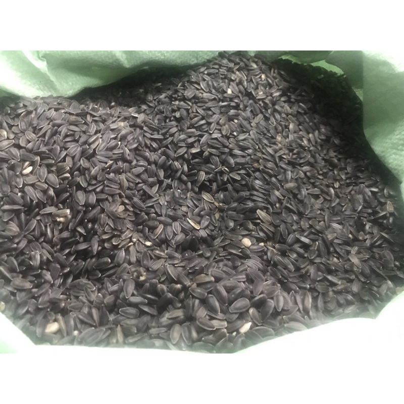 HƯỚNG DƯƠNG ĐEN NHỎ CHO VẸT, COCKATIEL,SUN,LB…