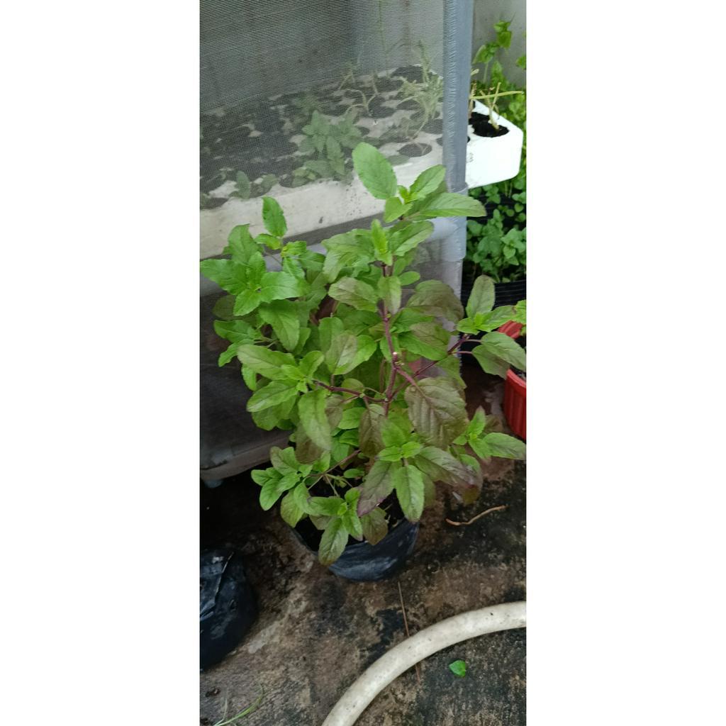 Hương nhu tía - cây hương nhu trồng chậu - trồng bền thu hoạch quanh năm (é tía, é rừng, é đỏ) Ocimum tenuiflorum