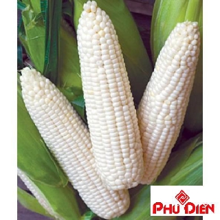 Hat giống bắp ngô nếp 30 hạt  PHÚ ĐIỀN