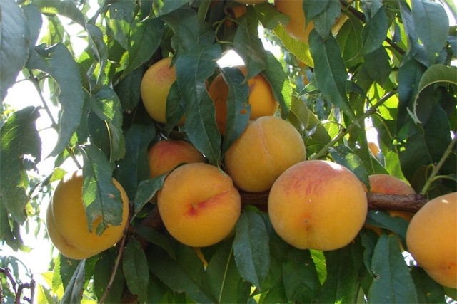 Mứt Đào SapaÔ mai-Xí muội chua ngọt Mai souvenir 300g