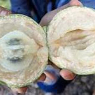 Cây giống vú sữa lò rèn