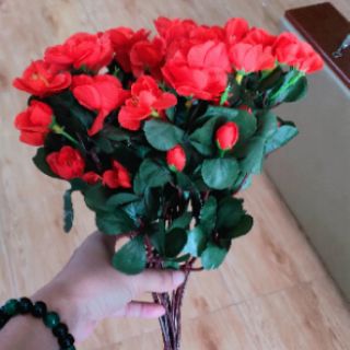 Hoa Đỗ quyên . 30k
