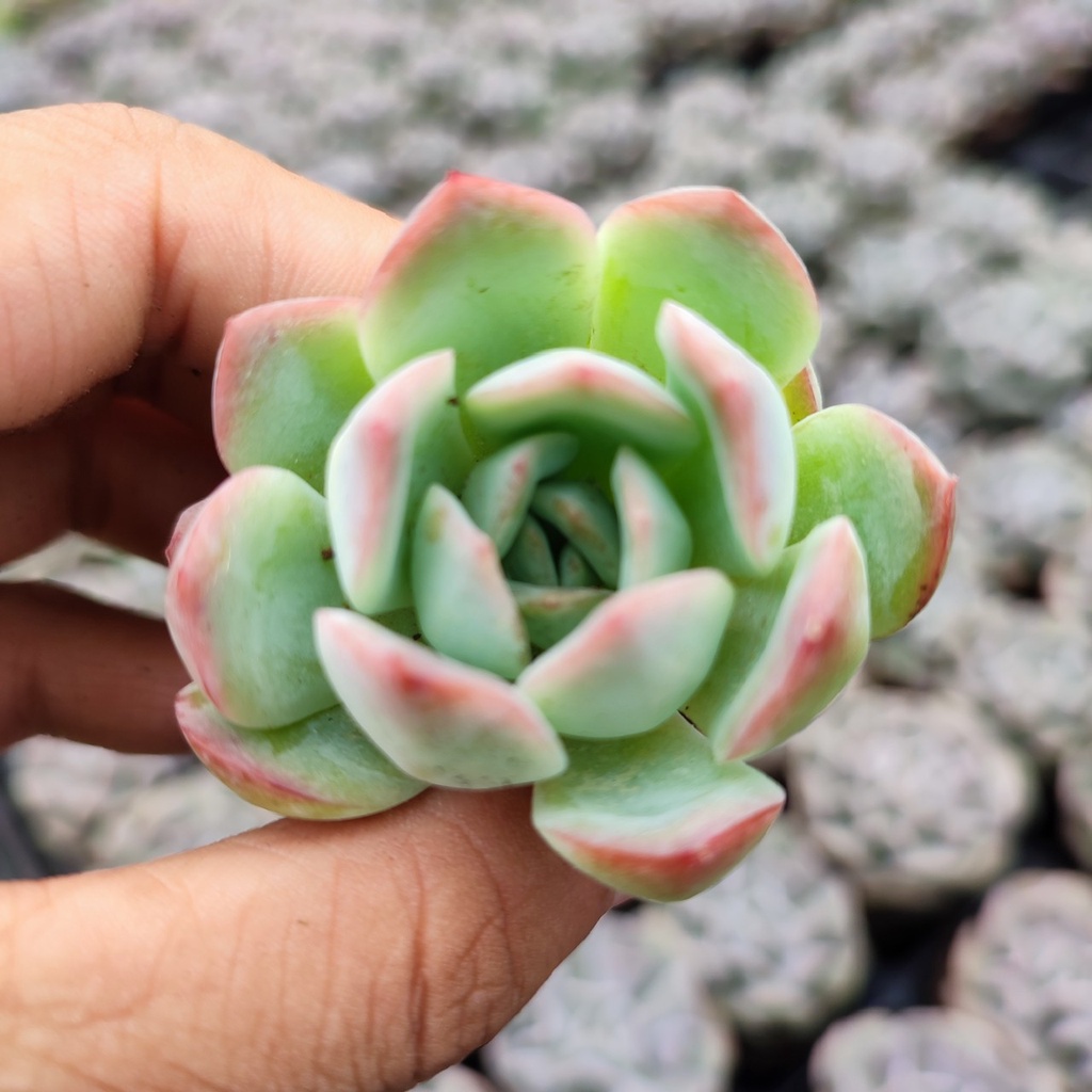 Sen đá thanh cúc size mini 2,5-4cm, xuất xứ Đà Lạt khoẻ đẹp, lỗi 1 đổi 1