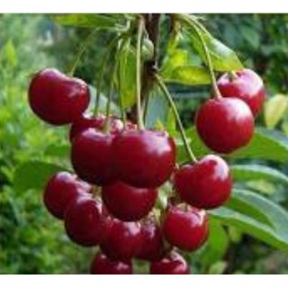 HẠT GIỐNG CHERY ĐỎ GÓI 10 HẠT