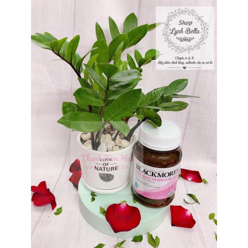 Tinh dầu hoa anh thảo Blackmore 190v | Thế Giới Skin Care